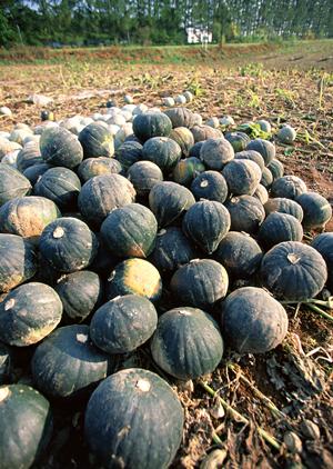 銀座で楽しむ絶品おばんざいと居酒屋巡りの完全ガイド2025